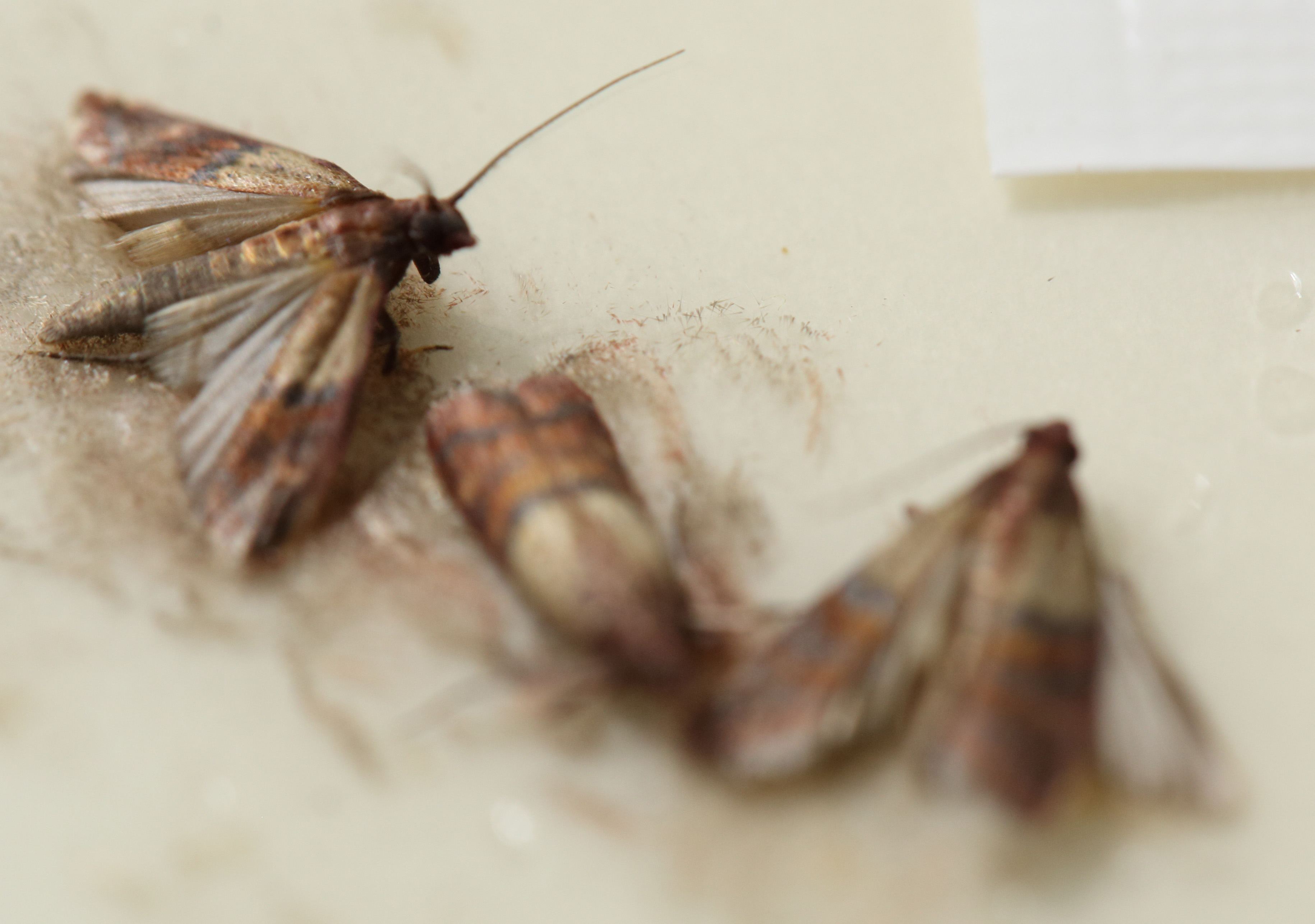 Pantry Moths Pantrymoth Pantrymoths Plodiainterpunctella Ask