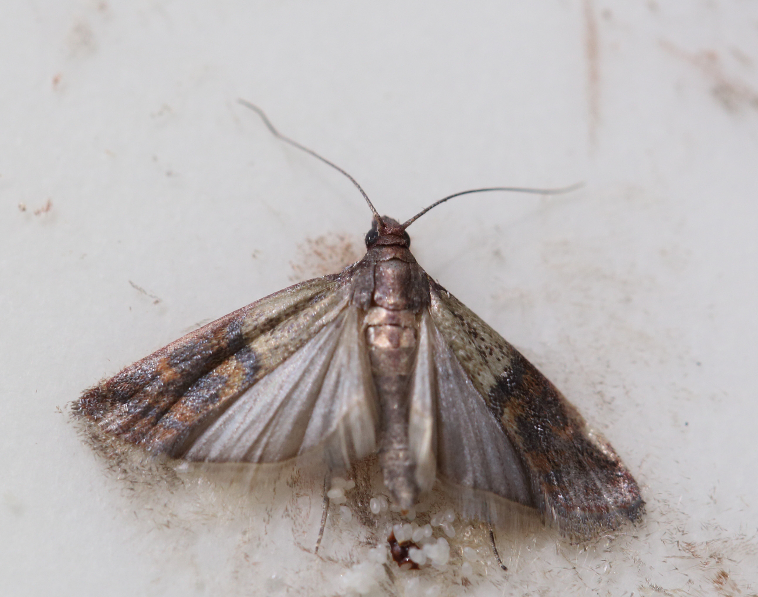 Let's Chat About Pantry Moths In Dallas