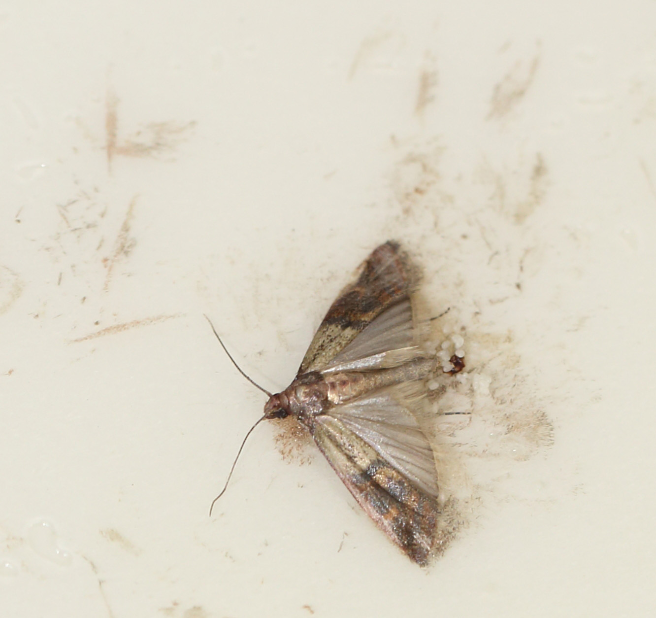 Blog - Are You Having A Hard Time With Pantry Moths In Everett?
