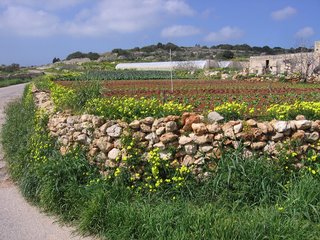 Stone walled terraces, Malta