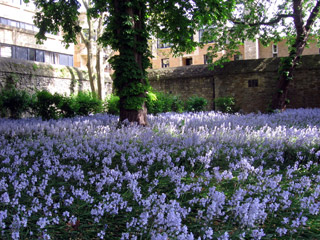 Flowers in Wadham College