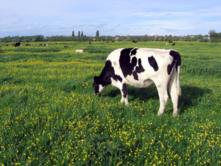 Port Meadow Cow