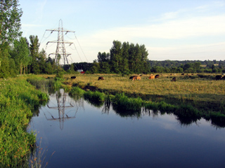 Cows and power lines