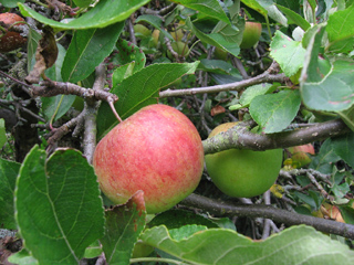 Apple in my back yard