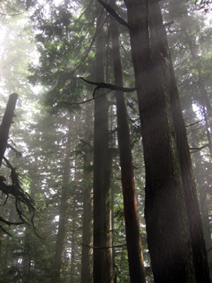 Trees on Dam Mountain, Vancouver