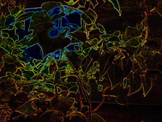 Leaves with glowing edges