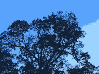 Tree and sky, abstract