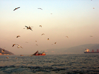 Gulls over the Bosphorus