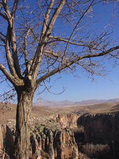 Tree and Ihlara Valley