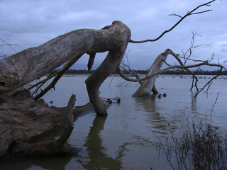 Fallen tree in flooded Port Meadow