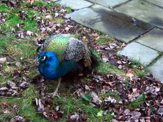 Peacock near The Trout