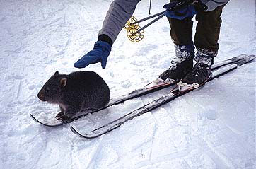 Photo from: http://www.pcug.org.au/~alanlevy/Thumbnails/Images/Skiing/Wombat.JPG