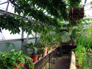 Greenhouse in the Botanic Gardens