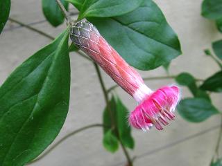 Asteraceae (Compositae) Barnadesca Rosea