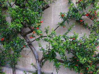 Plants on wall in Wadham College