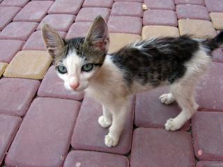 Moroccan cat
