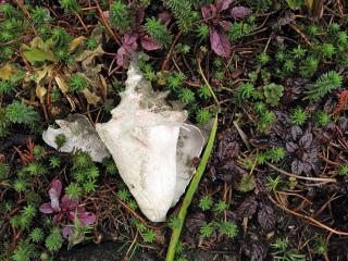 Conch shell and plants