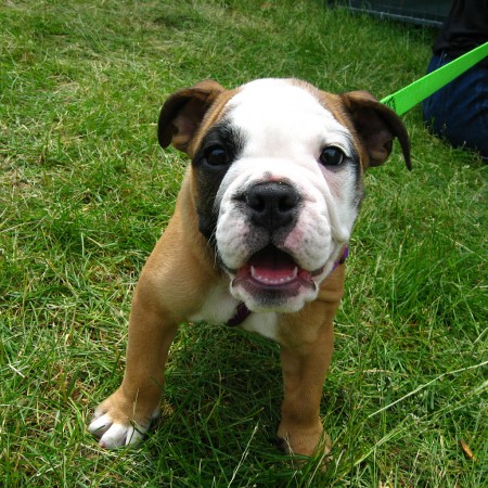 Bulldog puppy at eleven weeks