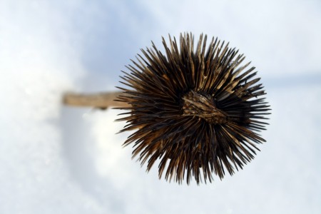 Spiky plant in snow