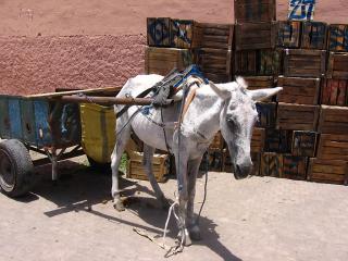 Moroccan donkey
