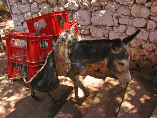 Donkey carrying bottles