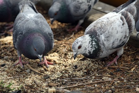 Pigeons eating