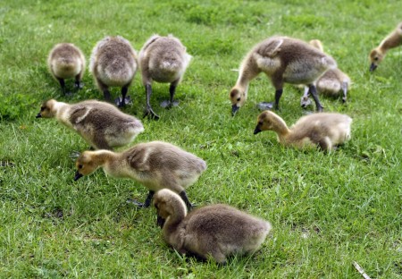 Canada Goose goslings (Branta canadensis) - Beside the Ottawa River