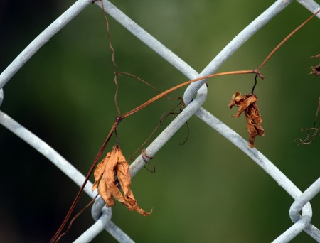 Fence and leaves