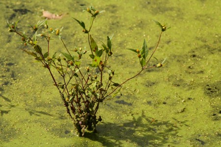 Plant with pond scum