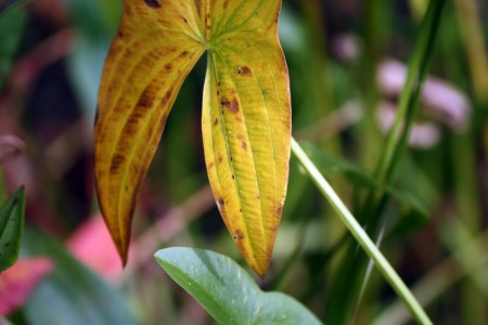 Split yellow leaf