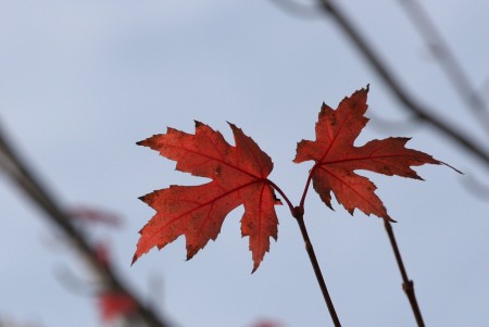 Two red leaves