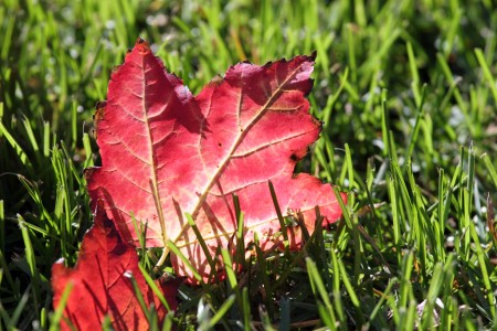 Red maple leaf on grass
