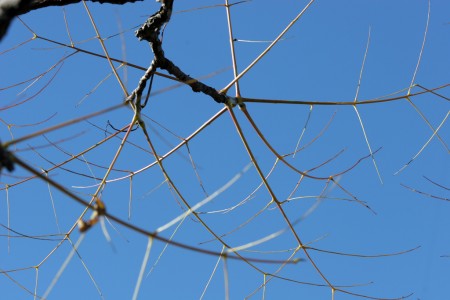 Twigs and branches