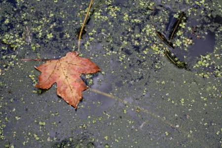 Red leaf in a pond