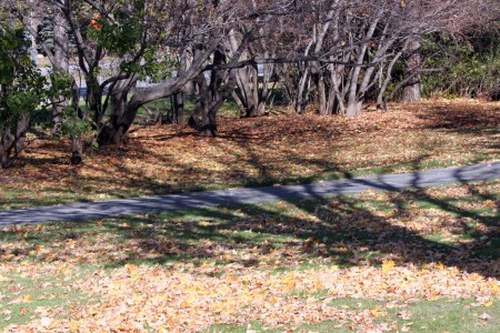 Tree shadow in autumn
