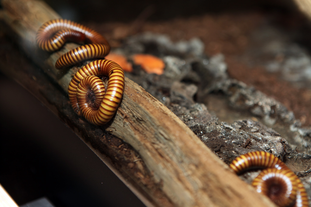 Coiled worms a sibilant intake of breath