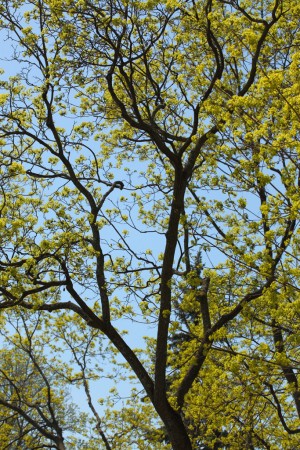 Tree with yellow leaves