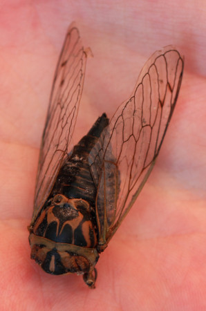 Winged insect, dorsal side