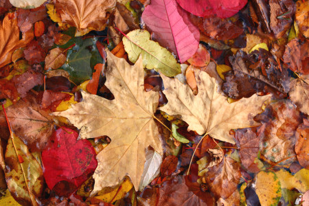 Leaves in the Massey College pond