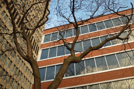 Tree and buildings