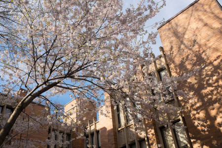 Blossoms in Massey College