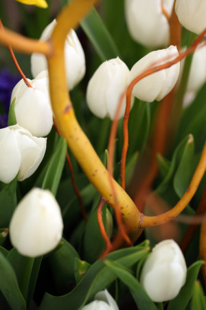 White tulips