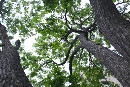 Branching trunk