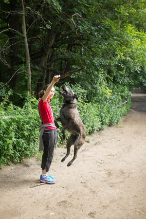Dog jumping for stick