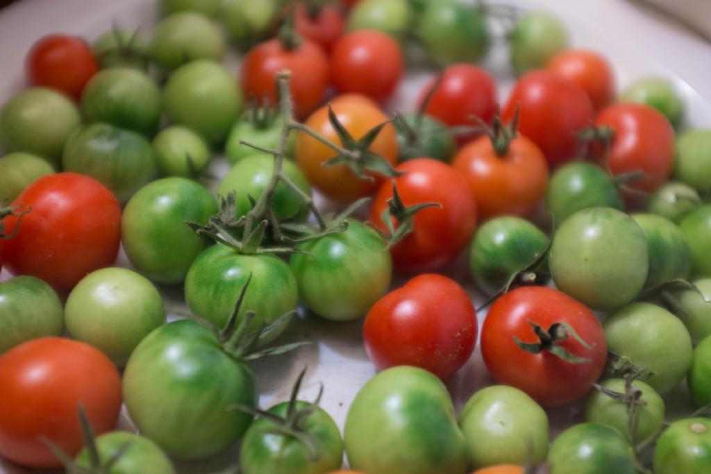 Small green and red tomatoes a sibilant intake of breath