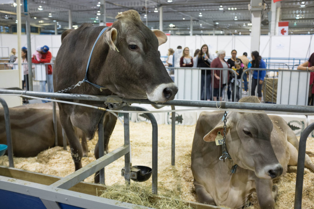 Dairy cows thesis picture