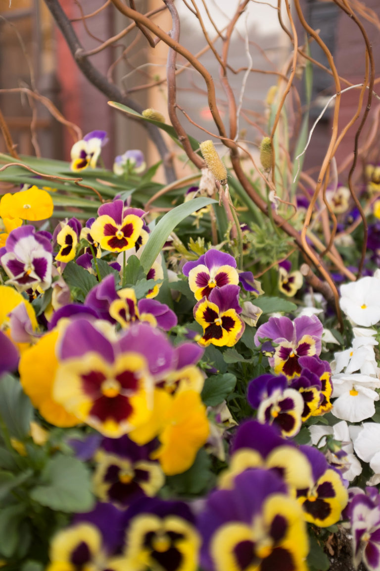 Late spring flowers a sibilant intake of breath