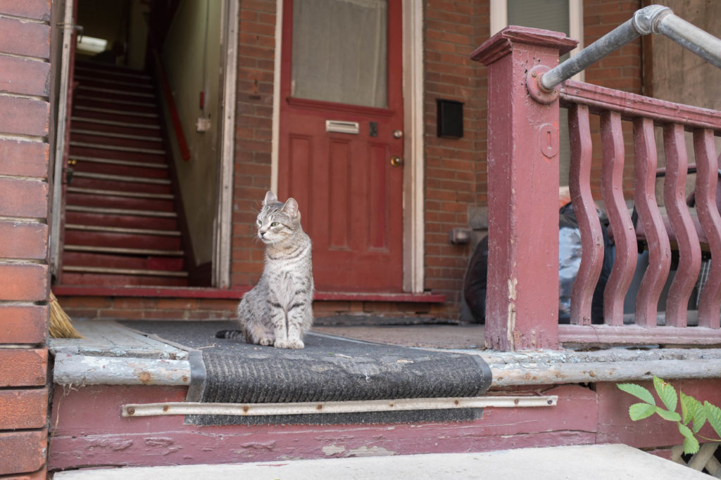 Cat on porch a sibilant intake of breath