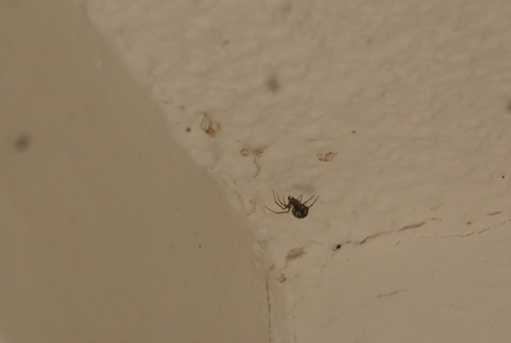 Spider in corner a sibilant intake of breath