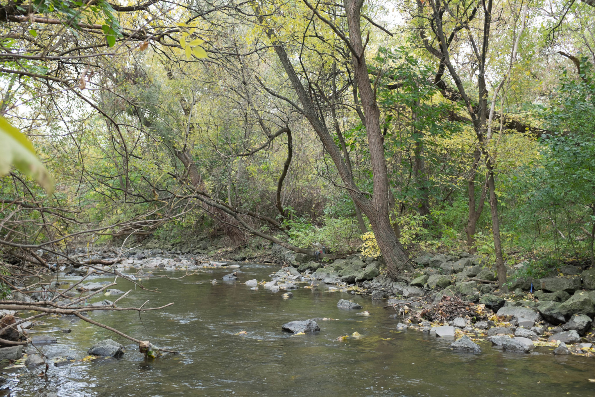 Black Creek near Tretheway Drive a sibilant intake of breath